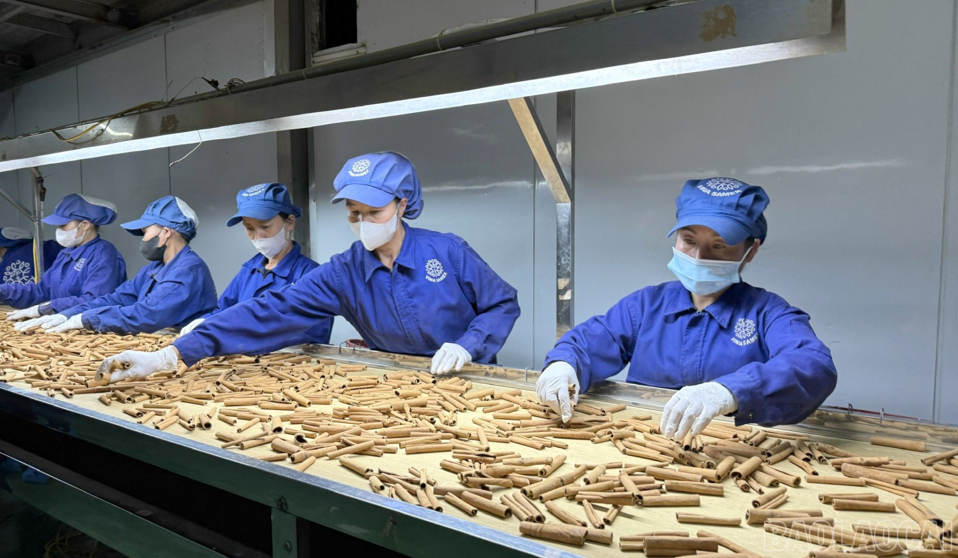 Dược liệu sạch - điều kiện sống còn của ngành Nam y