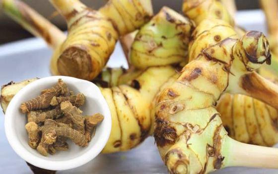 10 bài thuốc trị bệnh từ củ riềng