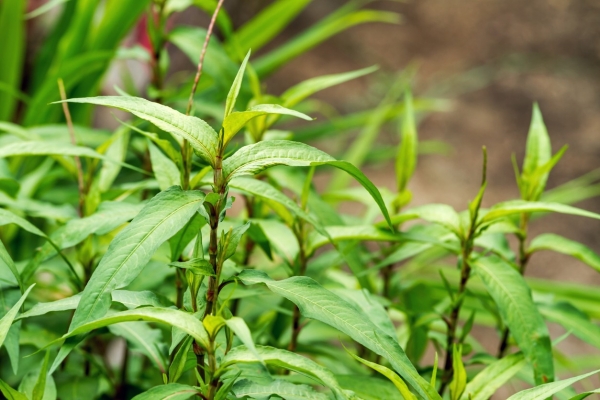 Rau răm: Từ thảo mộc vườn nhà đến vị thuốc dân gian