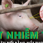 Cách nhận biết thịt nhiễm tả lợn châu Phi bằng mắt thường