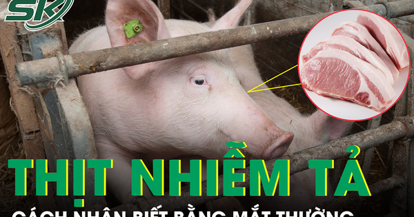 Cách nhận biết thịt nhiễm tả lợn châu Phi bằng mắt thường