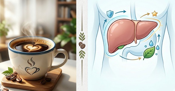 Điều gì xảy ra với gan khi uống cà phê mỗi ngày?
