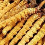 5 sai lầm phổ biến khi sử dụng đông trùng hạ thảo