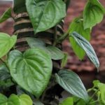 10 loại lá thảo dược hỗ trợ giảm cholesterol máu và bảo vệ động mạch