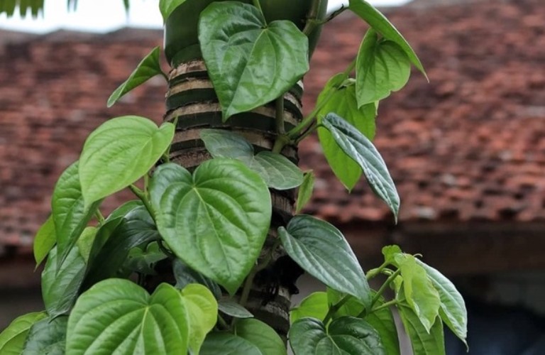 10 loại lá thảo dược hỗ trợ giảm cholesterol máu và bảo vệ động mạch- Ảnh 1.