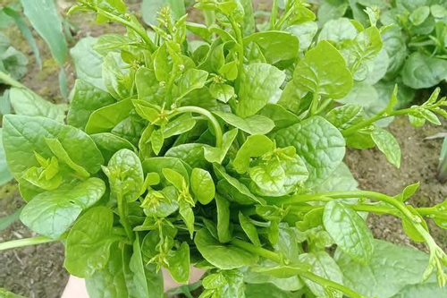 Giải nhiệt, nhuận tràng với rau mồng tơi- Ảnh 1.