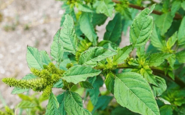 Công dụng chữa bệnh của cây rau dền gai