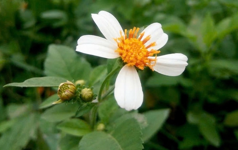 Tác dụng bất ngờ của loài hoa mọc dại ven đường- Ảnh 1.