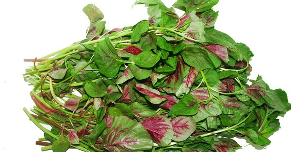 Rau dền – ‘kho’ canxi tự nhiên cho người trung niên và cao tuổi