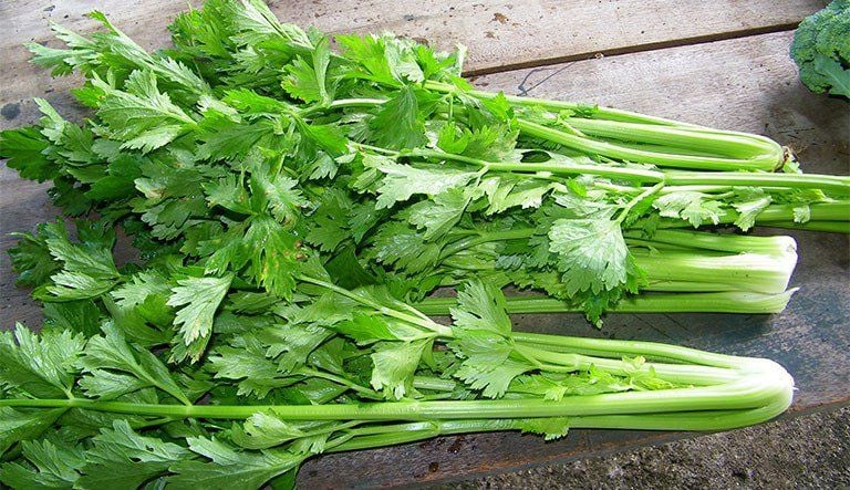 Cách dùng cần tây hỗ trợ giảm axit uric tại nhà: Lợi ích và những điều cần lưu ý- Ảnh 2. Cách dùng cần tây hỗ trợ giảm axit uric tại nhà: Lợi ích và những điều cần lưu ý- Ảnh 2.