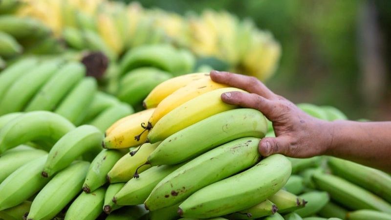 Chuối chín hay chuối xanh tốt hơn cho giảm mỡ?- Ảnh 1.
