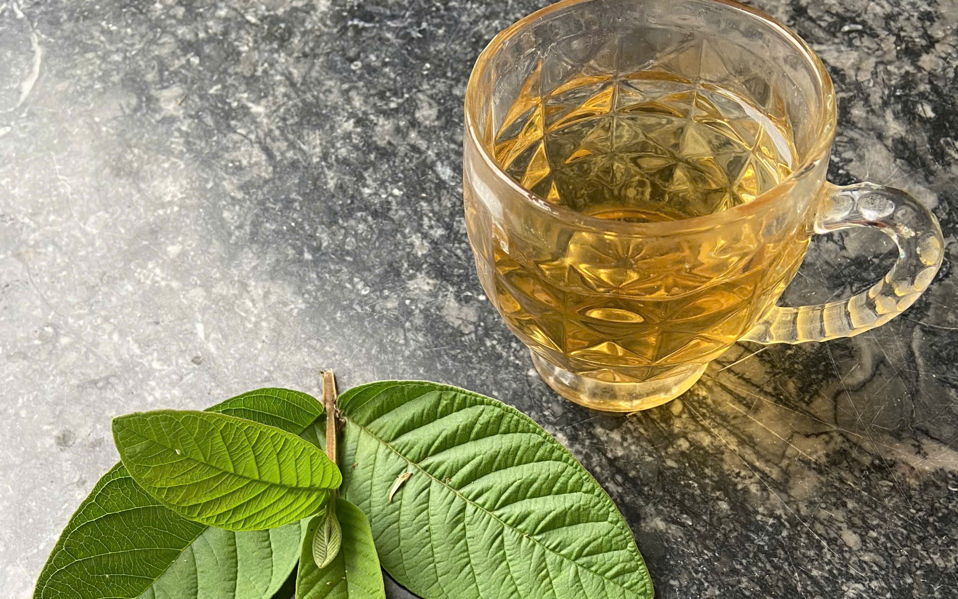 Uống trà lá ổi hàng ngày có tốt không?