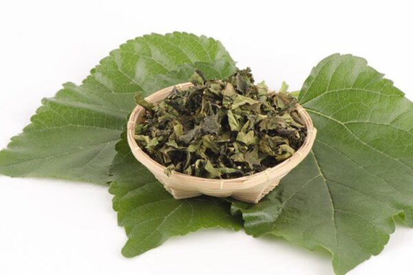 Loại lá quen thuộc nuôi tằm lại là vị thuốc quý giúp dưỡng phế, giảm ho