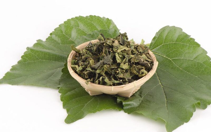 Loại lá quen thuộc nuôi tằm lại là vị thuốc quý giúp dưỡng phế, giảm ho