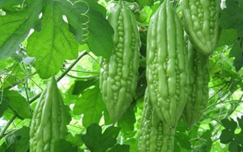 Dược thiện từ rau củ hỗ trợ ổn định huyết áp, mỡ máu và đường huyết