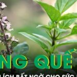 Ăn húng quế thường xuyên có thể mang lại nhiều lợi ích bất ngờ cho sức khỏe