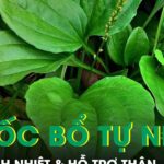 Cây mọc dại ven đường được ví như ‘thuốc bổ tự nhiên’ giúp thanh nhiệt và hỗ trợ thận
