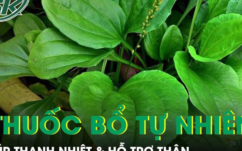 Cây mọc dại ven đường được ví như ‘thuốc bổ tự nhiên’ giúp thanh nhiệt và hỗ trợ thận