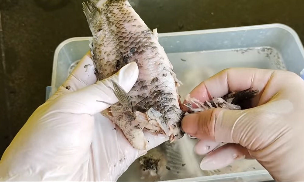 Cách nấu canh cá rô siêu ngon giải ngán sau kỳ nghỉ lễ- Ảnh 1. Cách nấu canh cá rô siêu ngon giải ngán sau kỳ nghỉ lễ- Ảnh 1.
