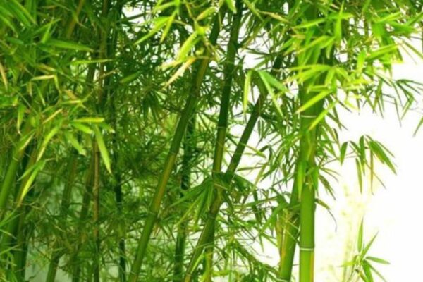 13 bài thuốc chữa bệnh từ cây tre