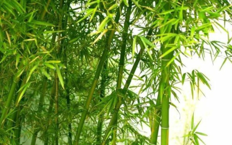 13 bài thuốc chữa bệnh từ cây tre