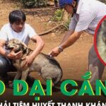 Chó hoang nghi dại cắn liên tiếp 12 người, trong đó có bé trai 6 tuổi