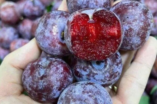 Quả mận có tốt không và những ai nên ăn mận?