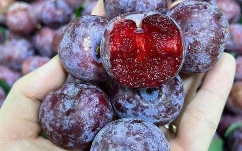 Quả mận có tốt không và những ai nên ăn mận?