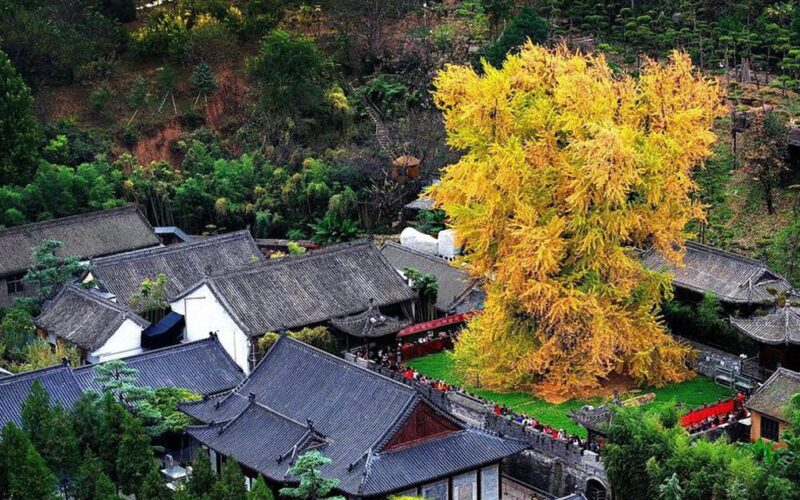 Từ y văn cổ đến nghiên cứu hiện đại: Vì sao Bạch quả được tin dùng trong hỗ trợ sức khỏe não bộ?