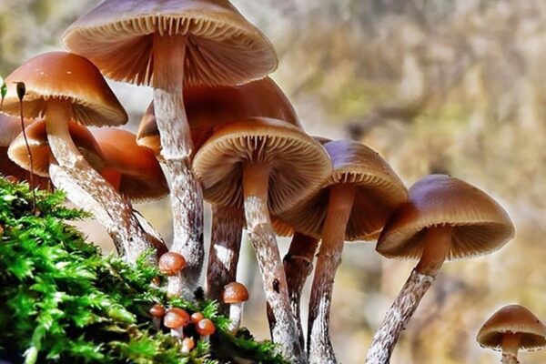 Khẩn trương điều tra vụ nghi ngộ độc nấm khiến 1 người tử vong tại Sơn La