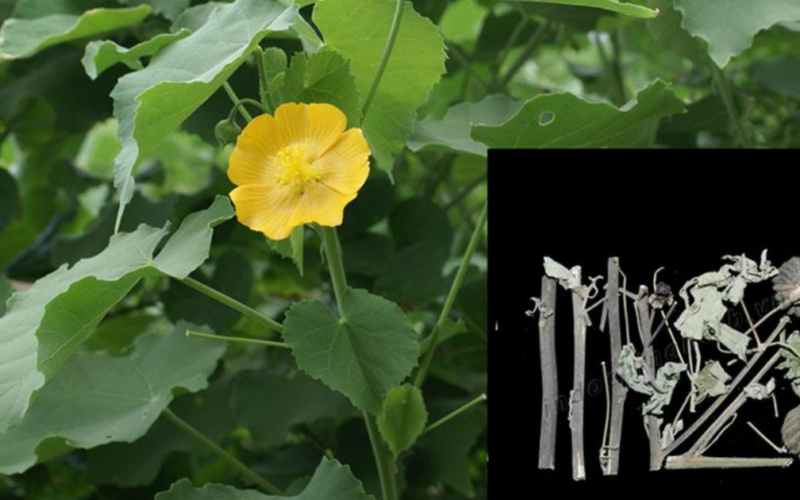 Loại cây mọc hoang tưởng vô dụng lại tốt cho sức khỏe