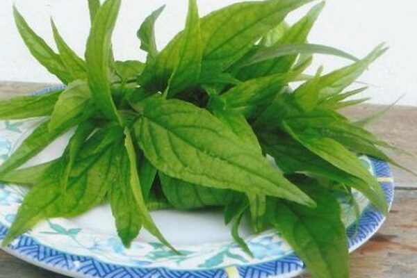 Dùng cây xương khỉ thế nào để không mất chất?