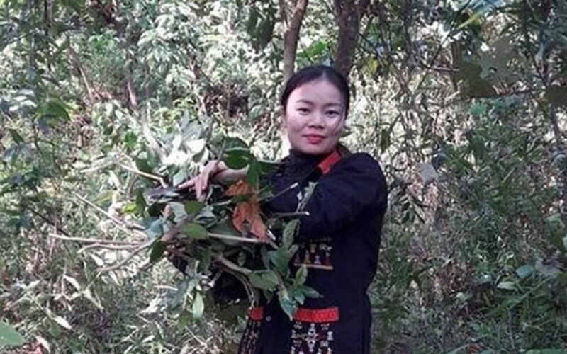Lương y Lý Thị Mỹ Châu – Cố gắng gìn giữ bản sắc thuốc Nam của người Dao Ba Vì