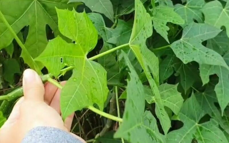 Cây rau mì chính bắt nguồn từ đâu?
