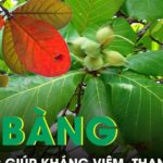 Lá bàng mọc đầy đường được ví như thuốc quý giúp kháng viêm, thanh nhiệt