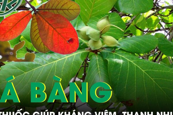 Lá bàng mọc đầy đường được ví như thuốc quý giúp kháng viêm, thanh nhiệt