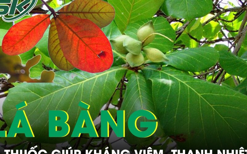 Lá bàng mọc đầy đường được ví như thuốc quý giúp kháng viêm, thanh nhiệt