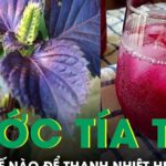 Uống nước tía tô mùa nắng nóng thế nào để thanh nhiệt hiệu quả