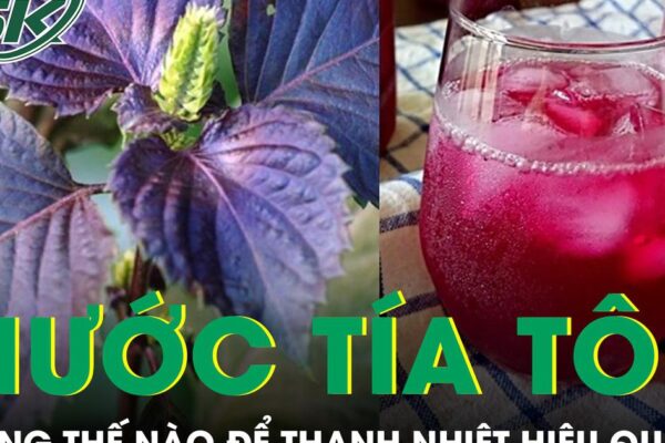 Uống nước tía tô mùa nắng nóng thế nào để thanh nhiệt hiệu quả