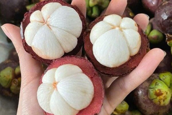 Điều gì xảy ra với cơ thể khi thường xuyên ăn măng cụt?