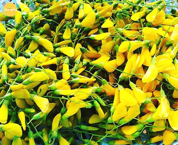 dien-dien-17809903158551765275018 Tác dụng của hoa và cây điên điển- Ảnh 1.
