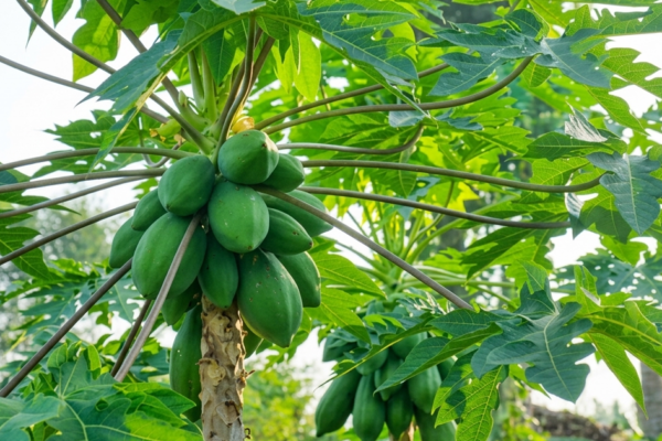 6 tác dụng đặc biệt của lá đu đủ