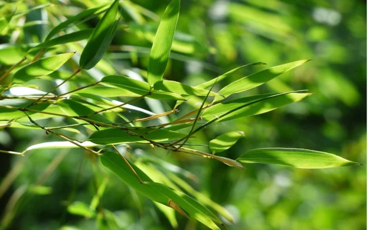 Người tăng huyết áp uống nước lá tre có tốt không?