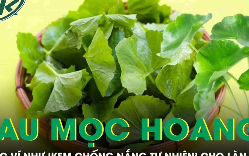 Loại rau mọc hoang đầy đường được ví như ‘kem chống nắng tự nhiên’ cho làn da