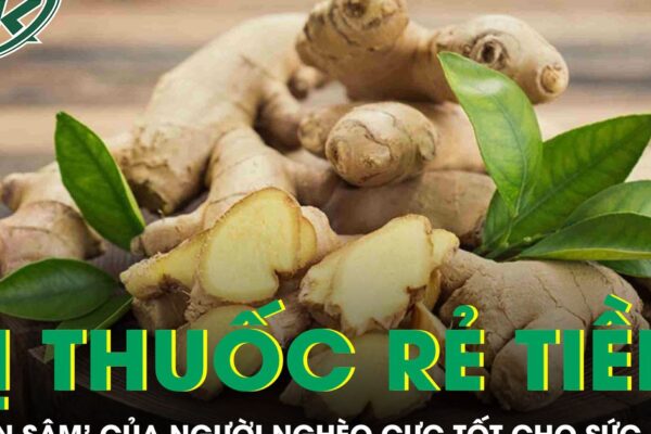 Vị thuốc rẻ tiền được ví như ‘nhân sâm’ của người nghèo cực tốt cho sức khỏe
