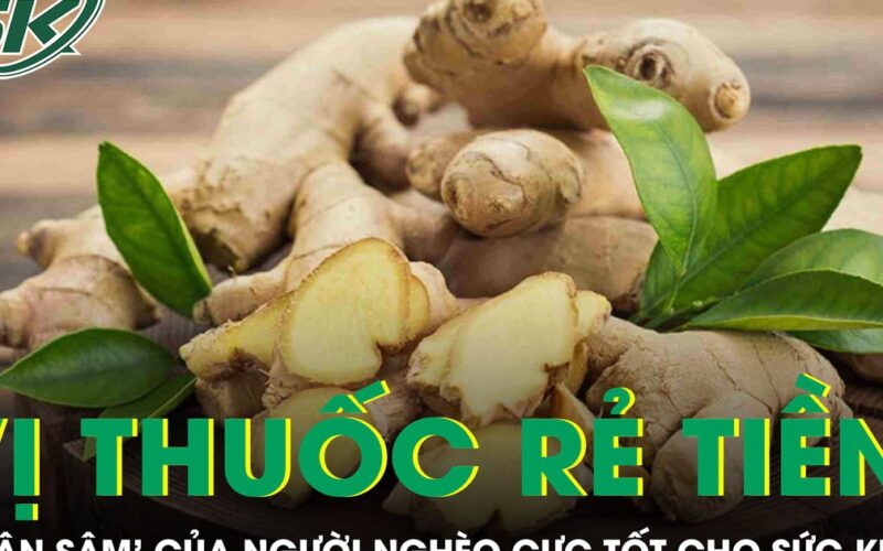 Vị thuốc rẻ tiền được ví như ‘nhân sâm’ của người nghèo cực tốt cho sức khỏe
