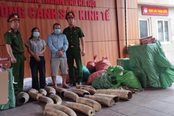 Từ 5 chiếc đầu chim Hồng Hoàng, công an khám phá đường dây buôn ngà voi cực lớn