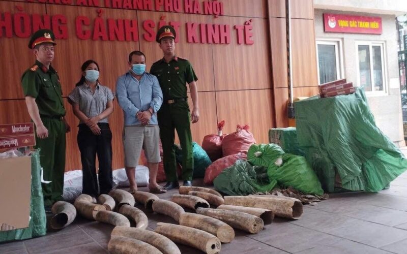 Từ 5 chiếc đầu chim Hồng Hoàng, công an khám phá đường dây buôn ngà voi cực lớn