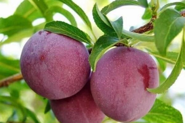 Một số bài thuốc từ cây mận
