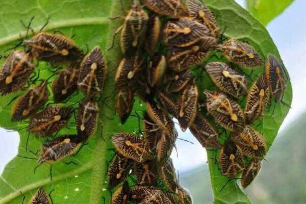 Ăn bọ xít bắt ven sông, 6 người ở Thanh Hóa nhập viện